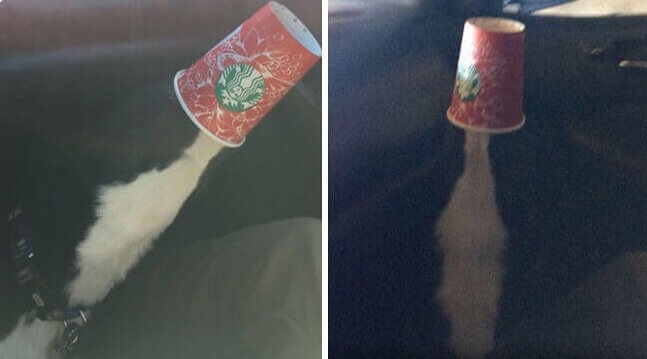 Rocket Dog Aims For The Stars