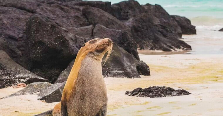 The Galápagos Islands