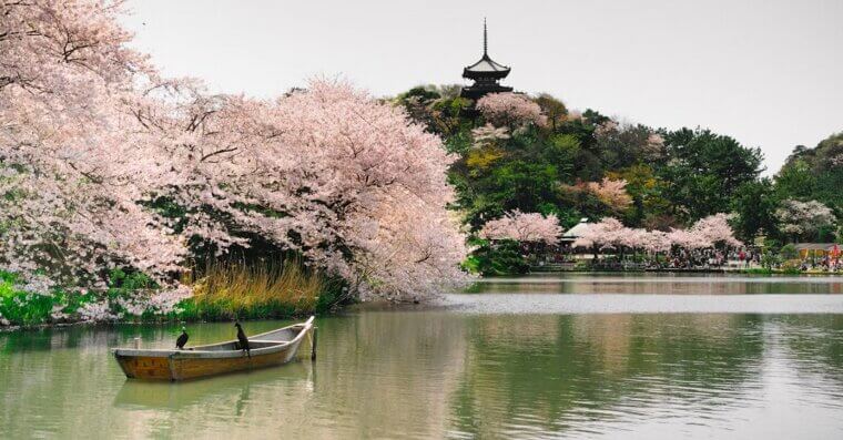 Japan During Cherry Blossom Season