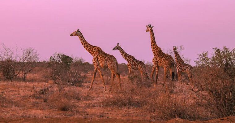 Kenya’s Safaris