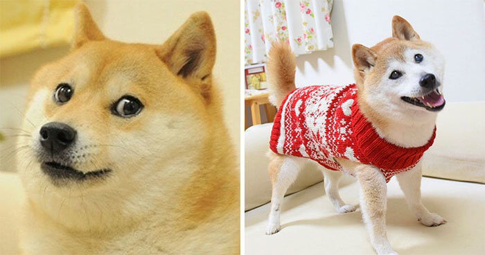 Doge — Kabosu