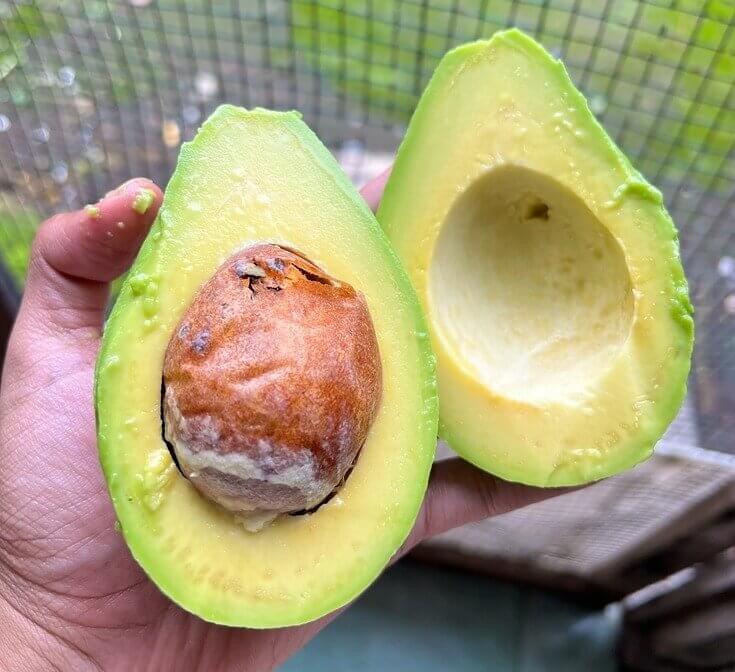 Avocado