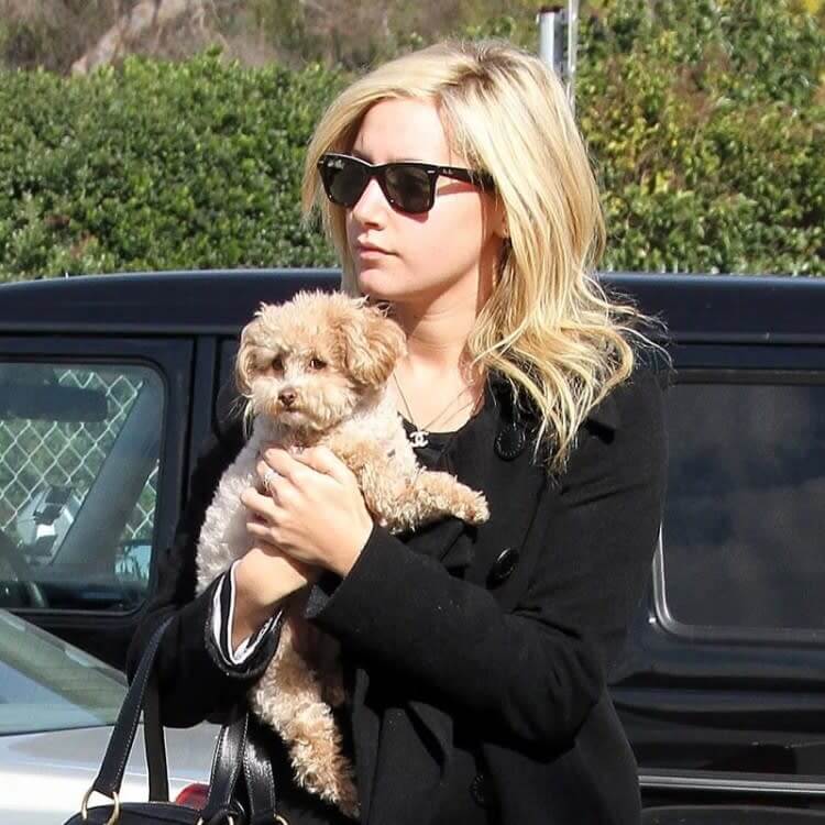 Ashley Tisdale Is Shielded By Her Puppy