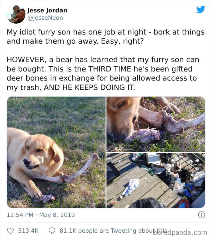 This Dog Is Facing Corruption Charges