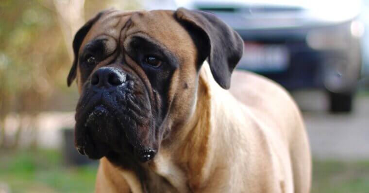 Bullmastiff
