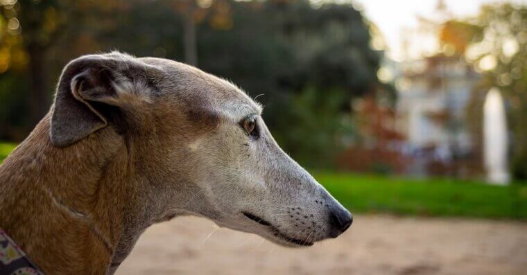 Greyhound