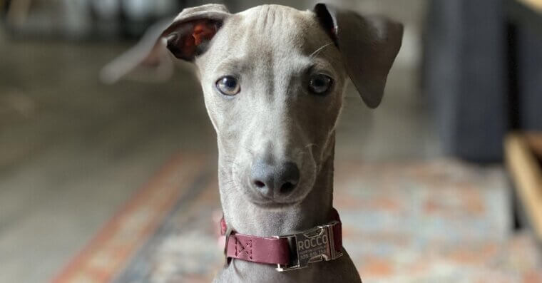 Italian Greyhound
