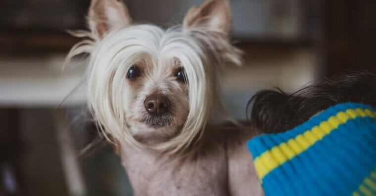 Chinese Crested Dog