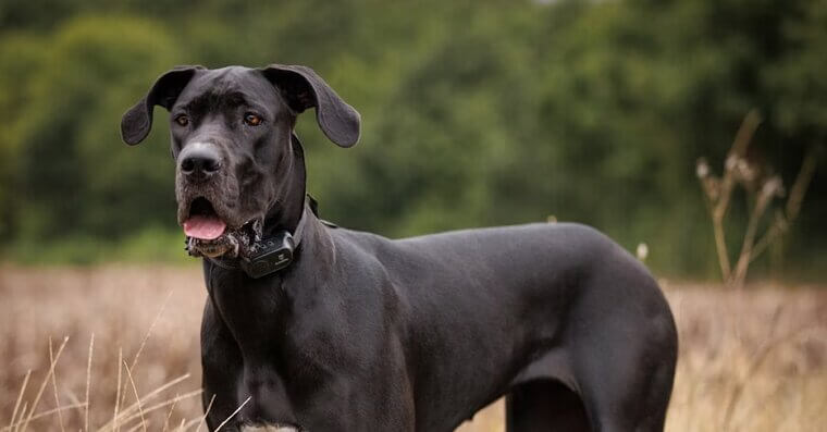 Great Dane