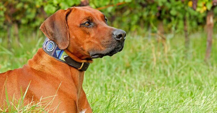 Rhodesian Ridgeback