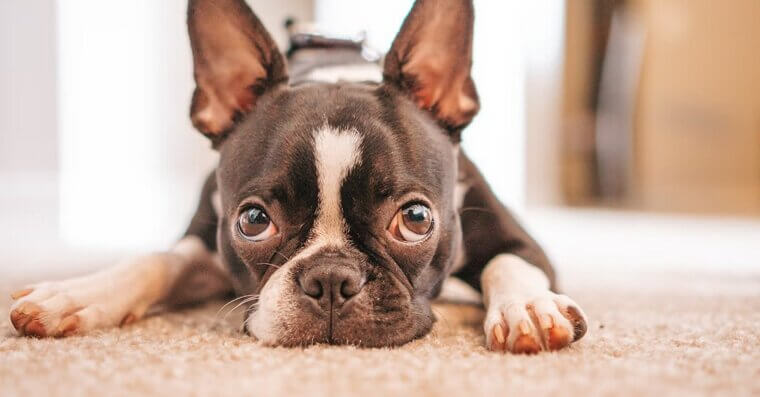 Boston Terrier