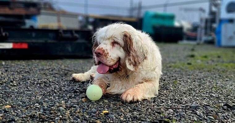 Clumber Spaniel