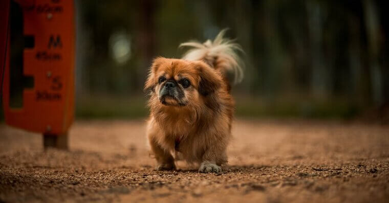 Pekingese