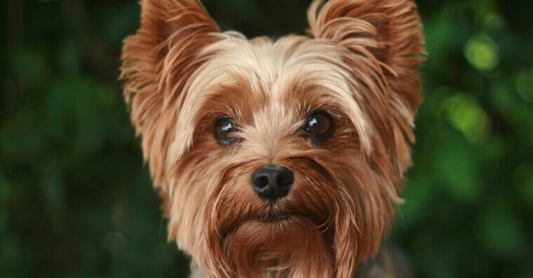 Yorkshire Terrier