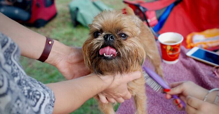 Brussels Griffon