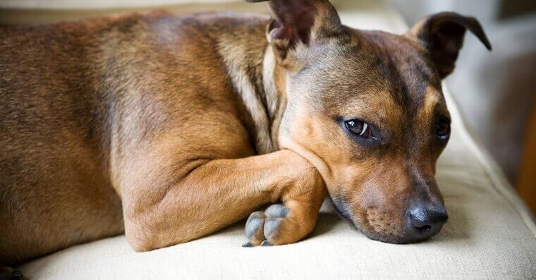 American Staffordshire Terrier