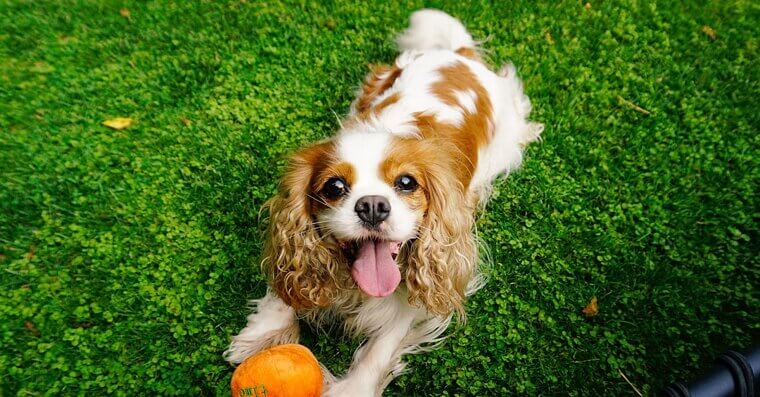 Cavalier King Charles Spaniel