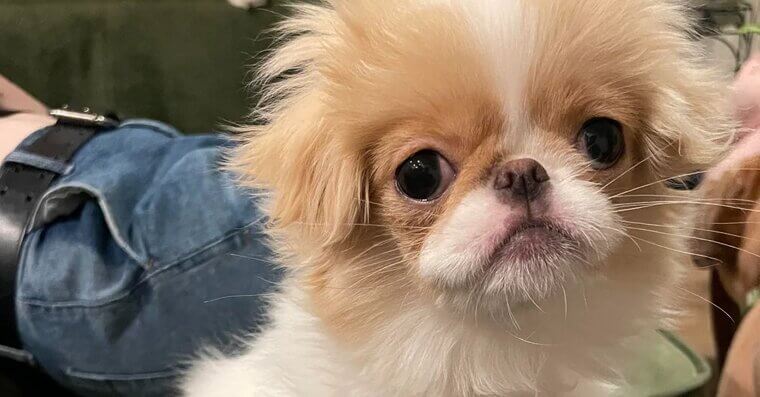 Japanese Chin