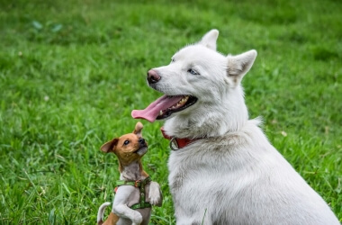 The Best Dog Breeds for Low-Maintenance Owners