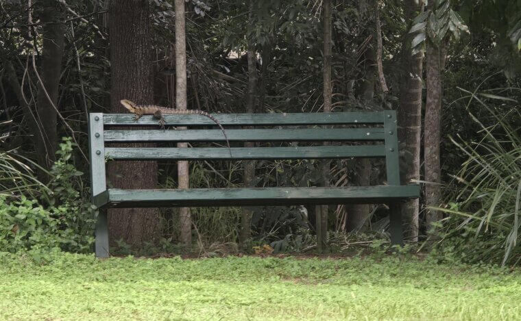 Whistling Through Life