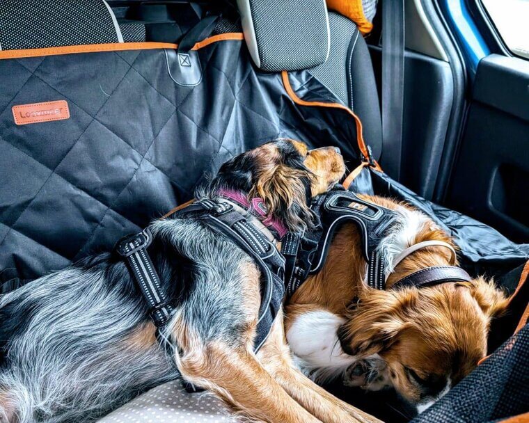 ​Letting Pets Ride Without Cleanup