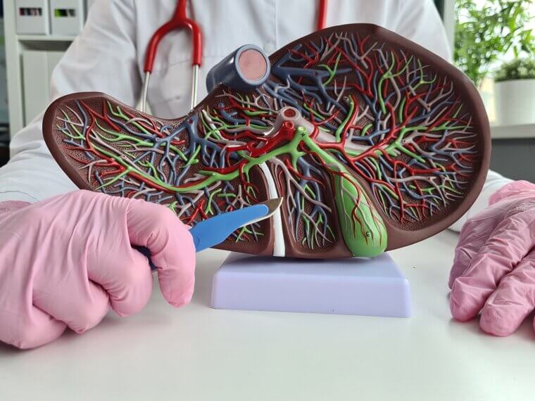 Liver Resection: A Heavy Internal Heal