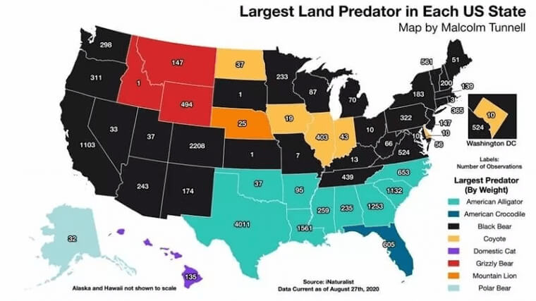 Dangerous Animals To Be Afraid Of