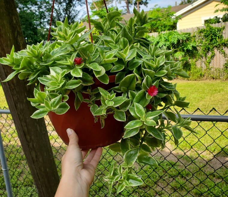 Red Apple Plant