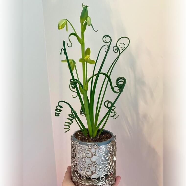 Albuca Frizzle Sizzle