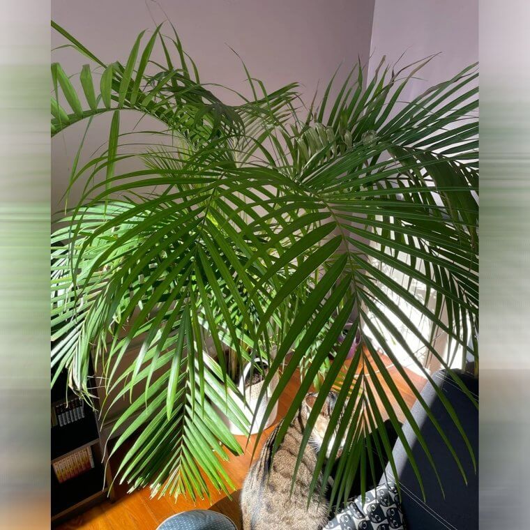 Areca Palm