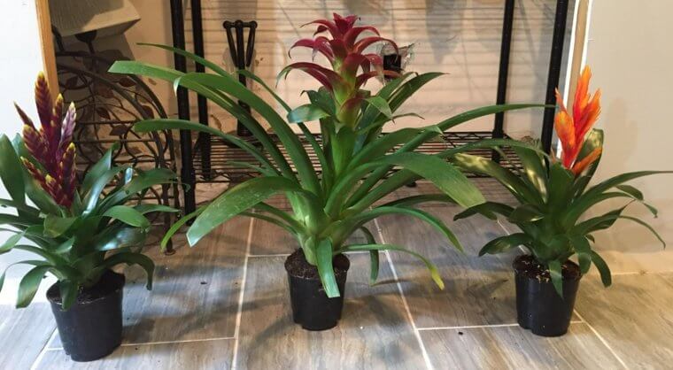Bromeliad