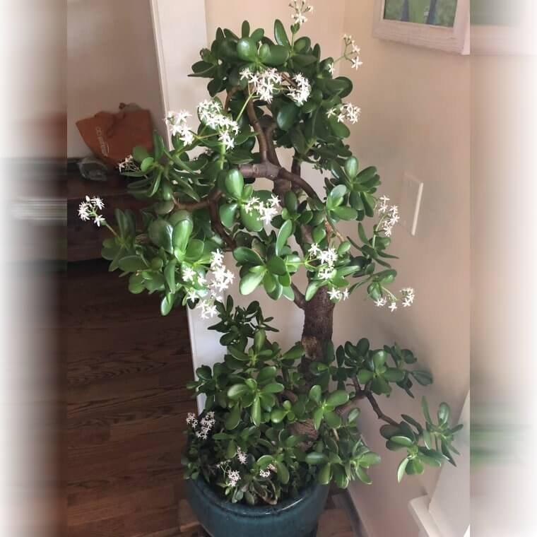 Jade Tree