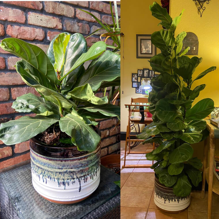 Fiddle Leaf Fig