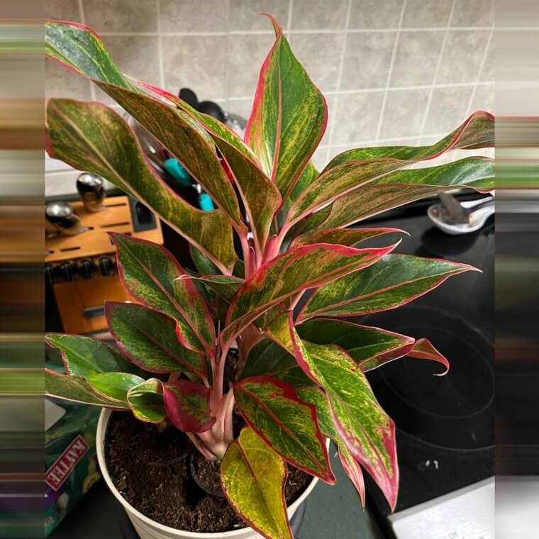 Aglaonema Chinese Evergreen