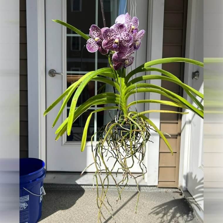 Vanda Orchid