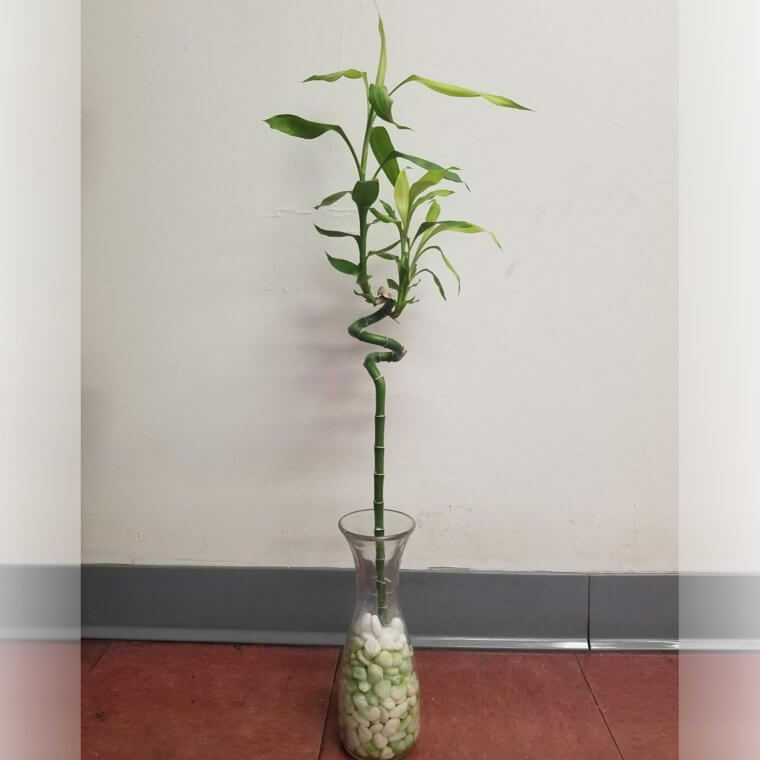 Lucky Bamboo