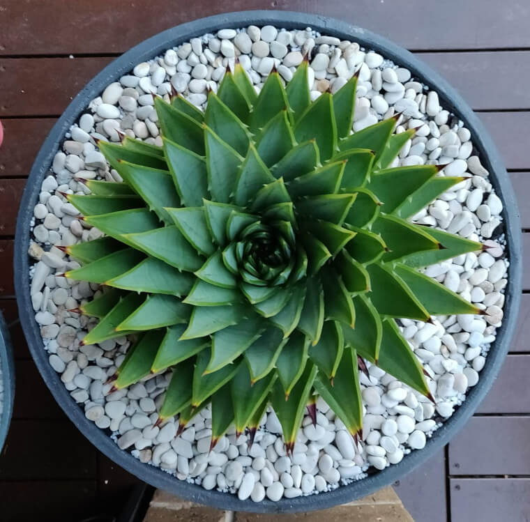 Aloe Polyphylla