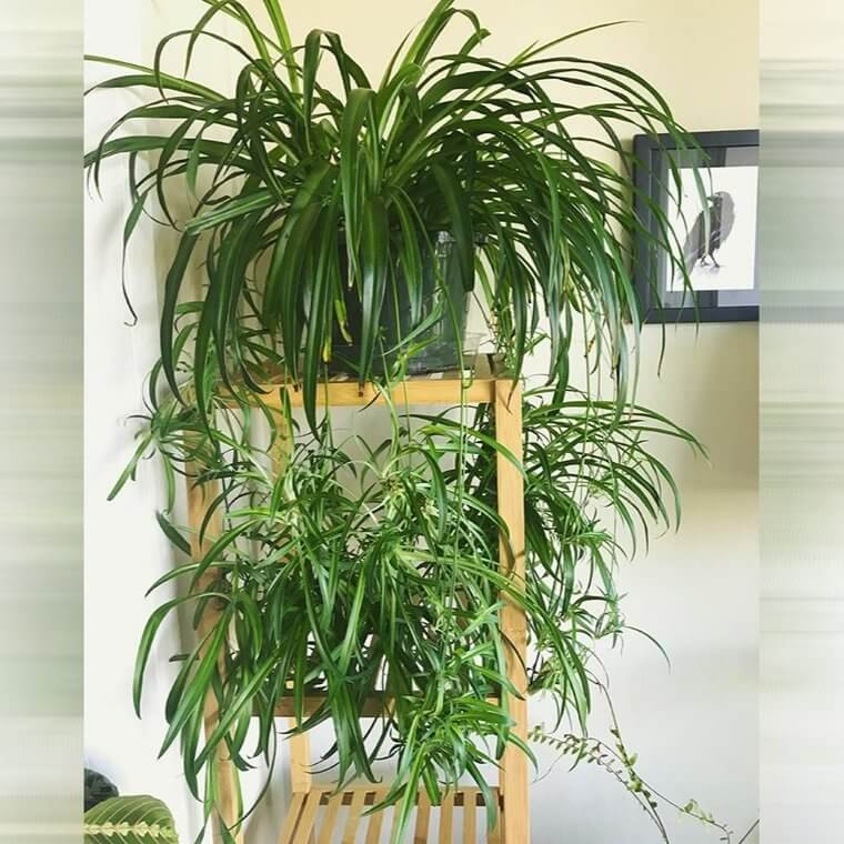 Spider Plant
