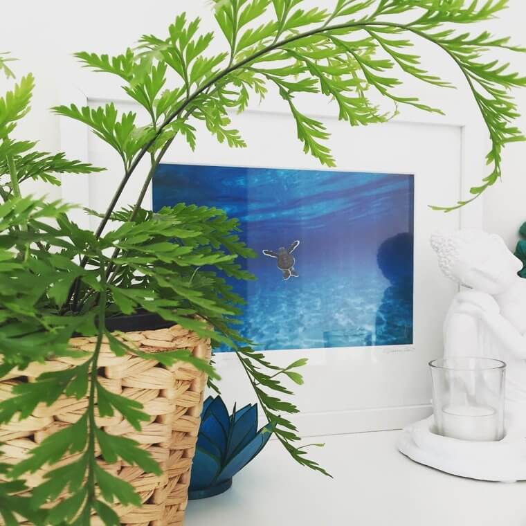 Hen and Chicken Fern