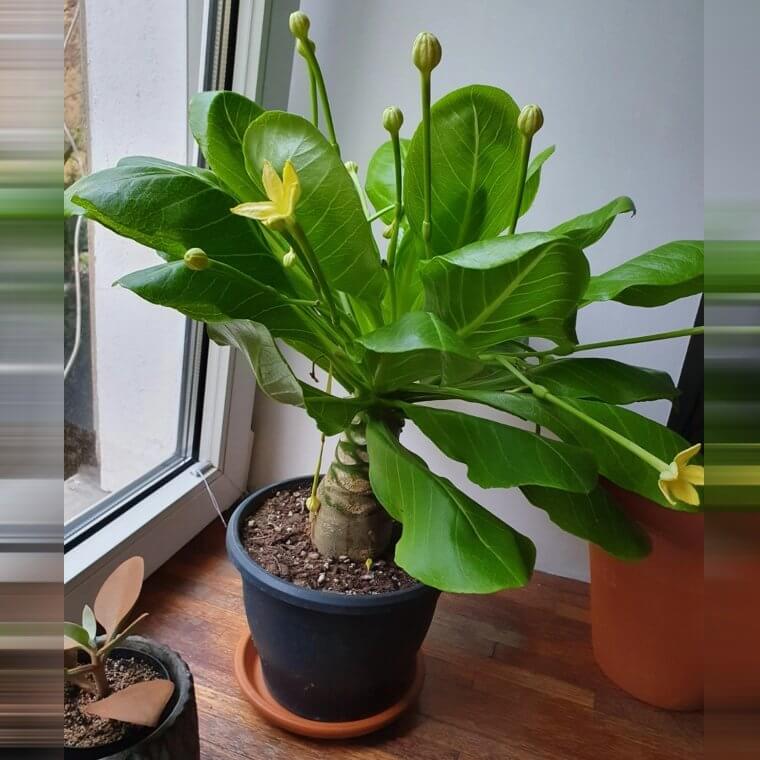 Brighamia Insignis