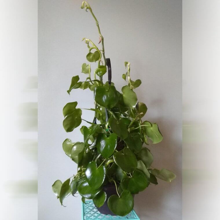 Philodendron Grazielae