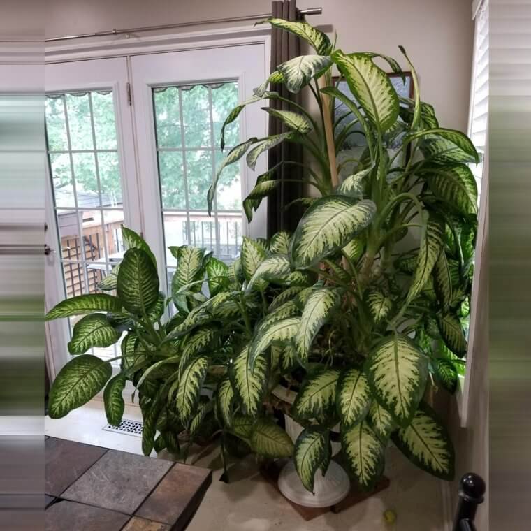 Floriana Dieffenbachia Dumbcane