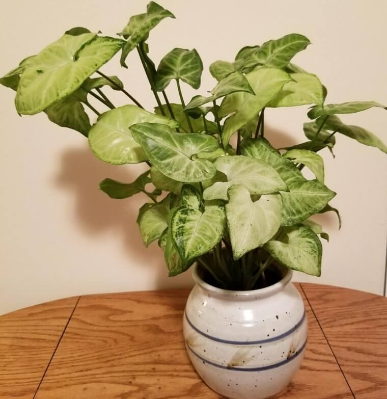 Arrowhead Plant