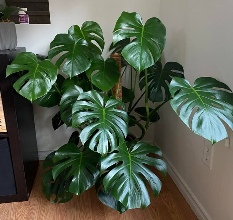 Monstera Deliciosa