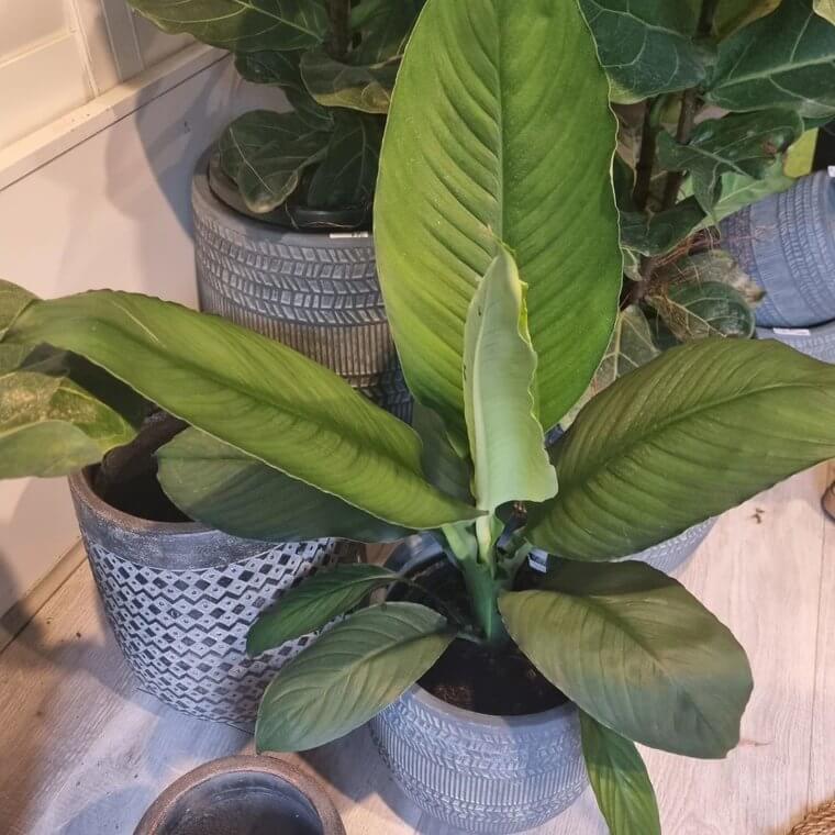 Blue Moon Peace Lily