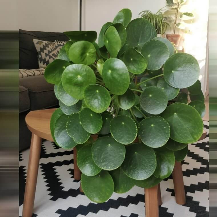 Chinese Money Plant