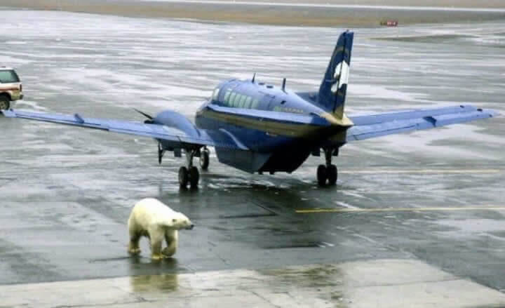 Look Who’s Visiting