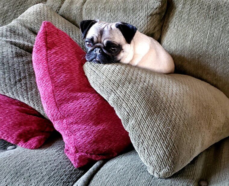 Not Considering Activity Level When Feeding