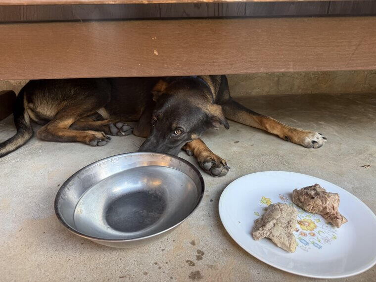 ​Not Watching for Digestive Symptoms