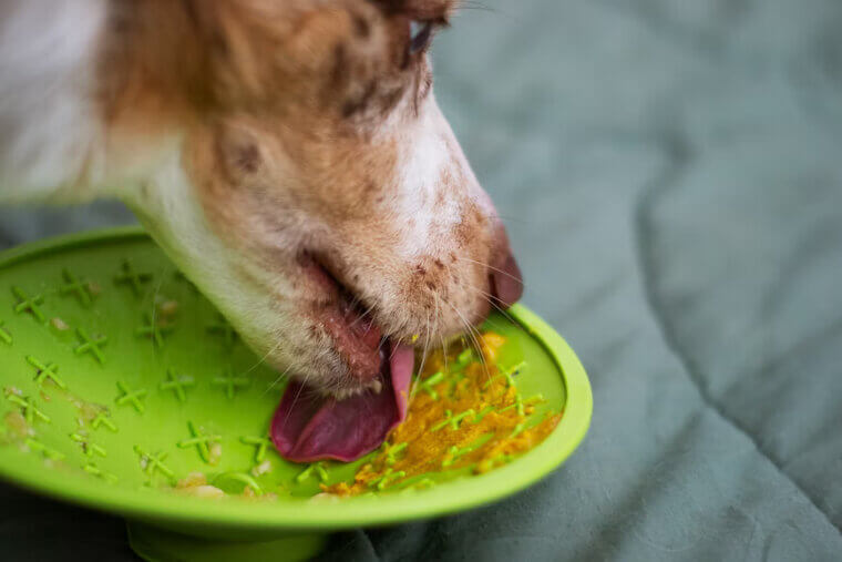 ​Giving Your Pet Table Scraps